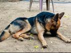 German Shepherd for Crossing