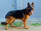 German Shepherd for Crossing