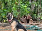 German Shepherd For Crossing