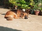 German Shepherd for Crossing
