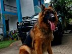 German Shepherd for Crossing