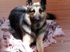 German Shepherd for Crossing
