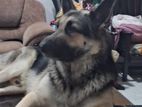 German Shepherd for Crossing