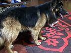 German Shepherd Male for Crossing