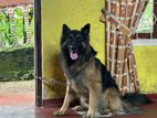 German Shepherd For Crossing