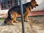 German Shepherd for Crossing