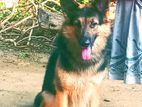 German Shepherd for Crossing