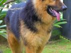 German Shepherd for Crossing