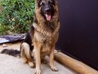 German Shepherd for Crossing (Male)