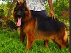 German Shepherd for Crossing