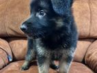 German Shepherd Puppy
