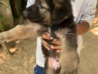 German Shepherd Puppy