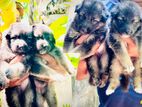 German Shepherd Puppies
