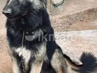 German shepherd