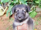 German Shepherd Puppies