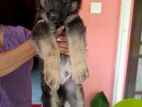 German Shepherd Puppy