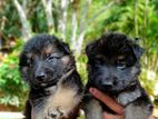 German Shepherd Puppy