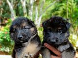 German Shepherd Puppy