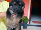 German Shepherd Puppy