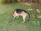 German Shepherd Dog