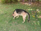 German Shepherd Dog
