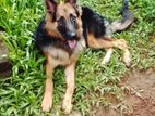 German Shepherd Dog