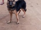 German Shepherd Dog