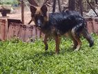 German Shepherd