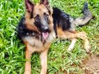German Shepherd Dog
