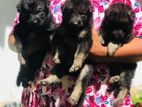 German Shepherd Puppies