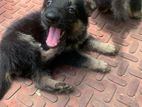 German shepherd