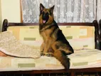 German Shepherd