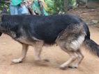 German Shepherd Dog