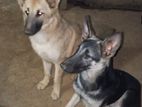 German Shepherd
