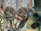 German Shepherd Puppies