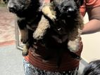 German Shepherd Puppies