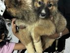 German Shepherd Puppies