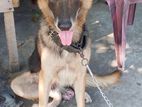 German Shepherd Dog