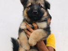 German Shepherd Puppy