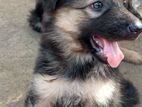 German Shepherd Puppies