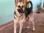 German Shepherd Dog
