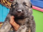 German Shepherd Puppies