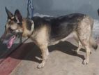 German Shepherd Dog