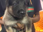 German Shepherd Puppy
