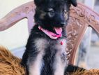 German Shepherd Puppy