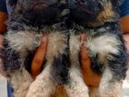 German shepherd