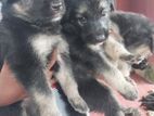 German shepherd