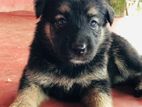 German Shepherd Puppies