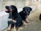 German Shepherd Puppy