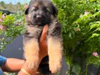 German shepherd